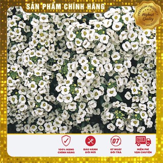 Hạt giống hoa ngàn sao trắng (50 hạt)