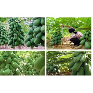 Đu đủ lùn ruột đỏ cao sản