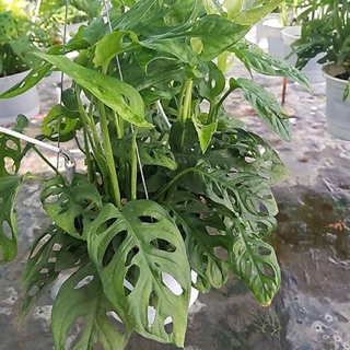 Trầu bà lỗ
