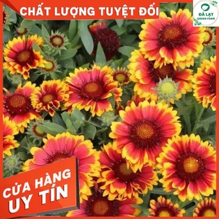 50H_HẠT GIỐNG HOA CÚC CÔNG CHÚA (DỄ TRỒNG)