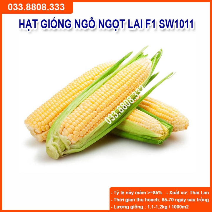 Hạt Giống Ngô Ngọt Việt Thái SW1011 ( Gói 100gram) -Bắp Ngô Siêu Năng Suất