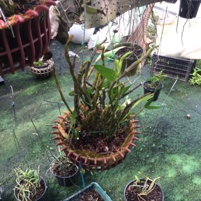Chậu lan đùi gà như hình