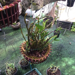 Chậu lan đùi gà như hình