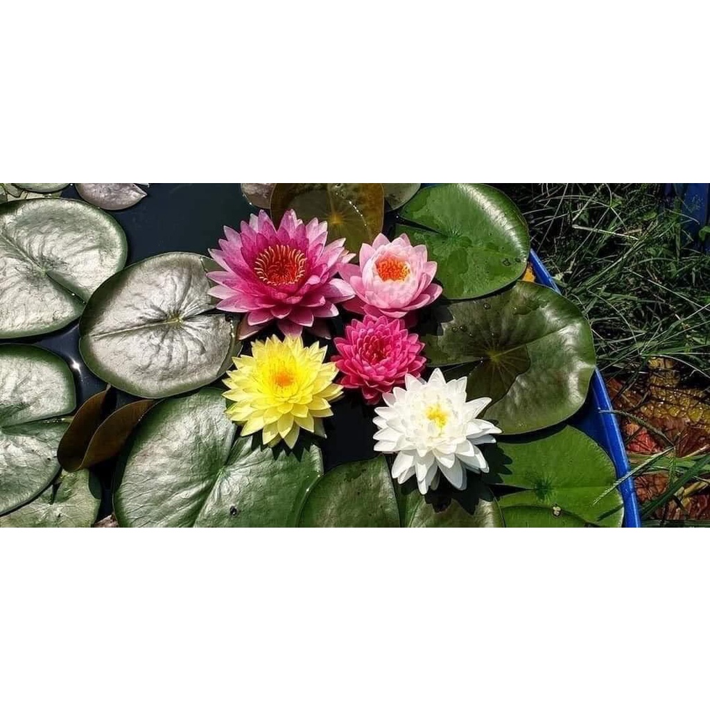 Hạt Hoa Súng Thái Ngũ Sắc