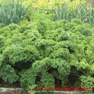 Hạt giống cải xoăn kale 20 hạt