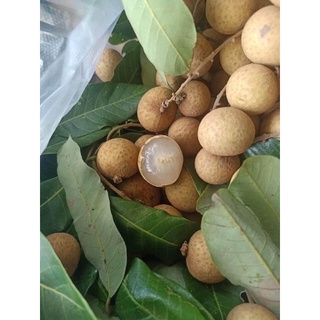 Nhãn thái cơm vàng vị ngọt 1kg [HCM]