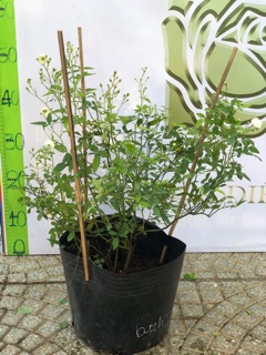 Hồng bụi Bạch Trà ( ảnh thật)