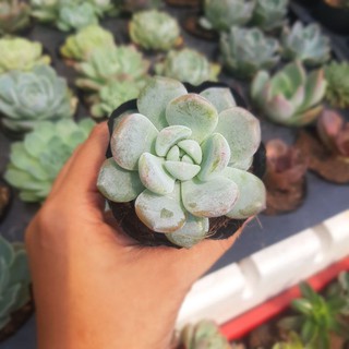 Sen đá Bé Mập, Echeveria Monroe