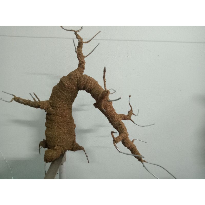 Cây Bonsai dáng đổ lên hoa lên cây đào cây mai cực đẹp