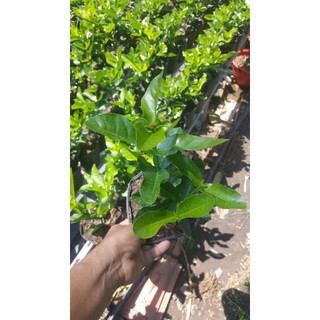 bông trang hồng phấn lá trung