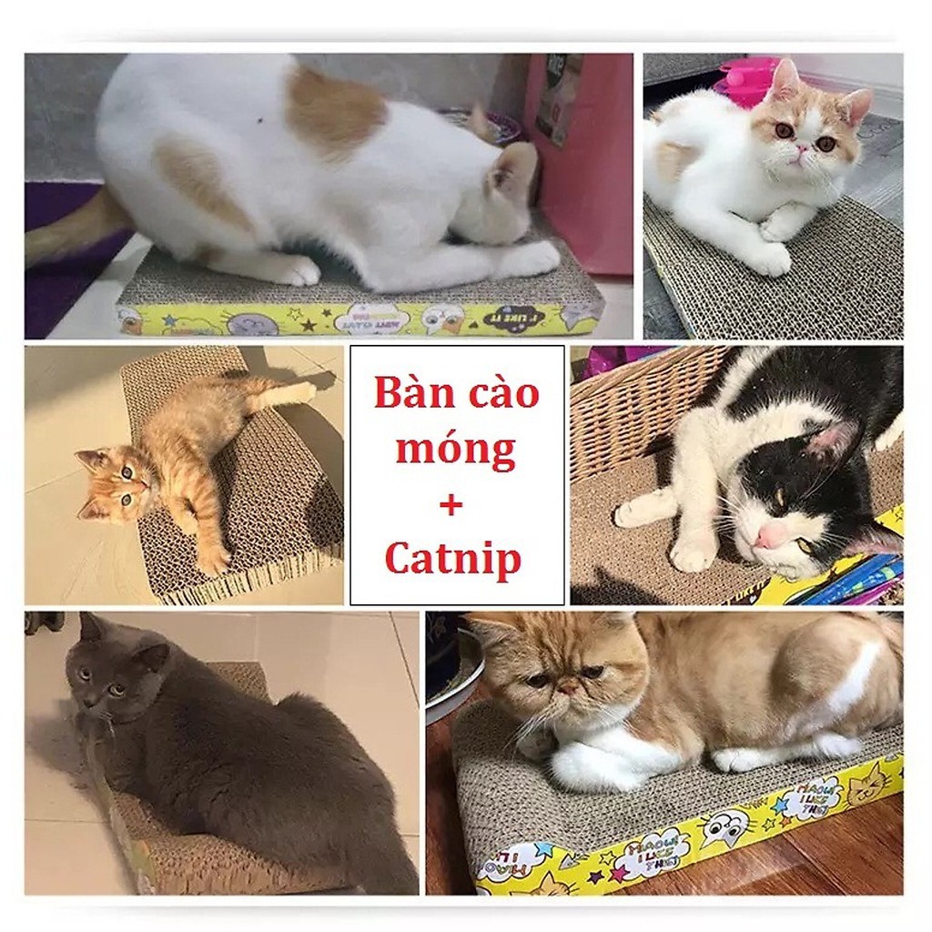 BÀN CÀO MÓNG CHO MÈO XẢ STRESS TẶNG KÈM CỎ MÈO CATNIP