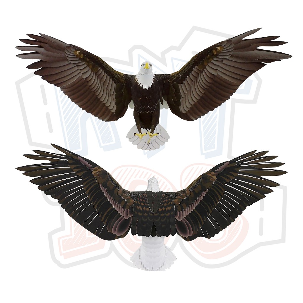 Mô hình giấy động vật chim đại bàng Bald Eagle