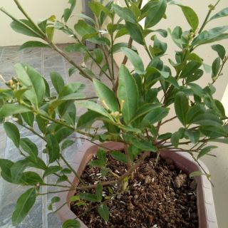 Cây chanh tứ quý to đang hoa ,quả .