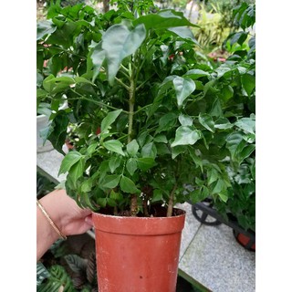 Cây Hạnh Phúc Chùm