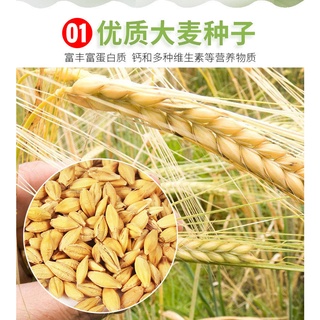 BỘ KIT TRỒNG CỎ CHO MÈO - HẠT LÚA MẠCH