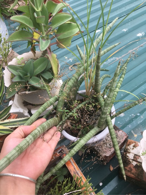 Cây ngà voi - Sansevieria Canaliculata