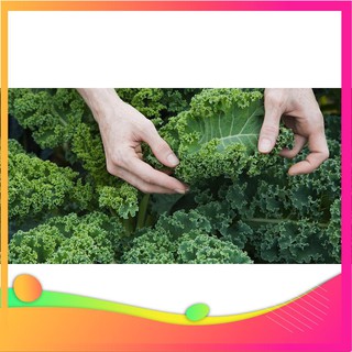 Hạt Giống Rau cải xoăn xanh Kale 20 hạt [ Tặng bộ dụng cụ làm vườn Mini 3 món ] VIETGAR
