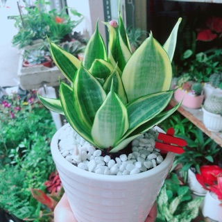 Chậu lưỡi hổ thái