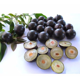 BỘ HẠT GIỐNG NHO THÂN GỖ