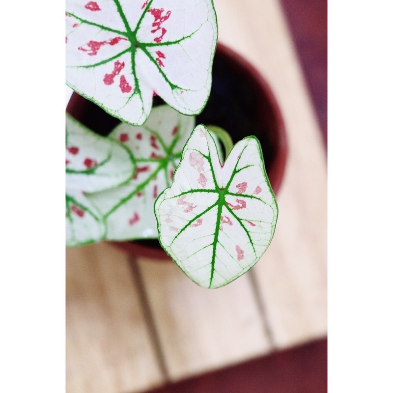 Chậu cây Caladium Strawberry Star - Môn Kem Dâu Tây hàng thuần khí hậu Việt Nam