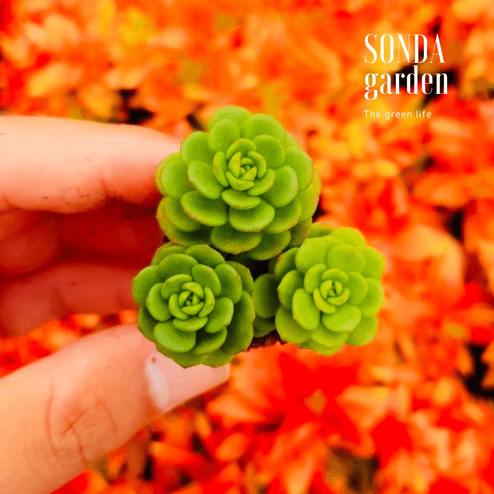 Sen đá sedum hoa hồng xanh SONDA GARDEN size mini 2,5-4cm, cây cảnh trang trí nhà cửa, lỗi 1 đổi 1