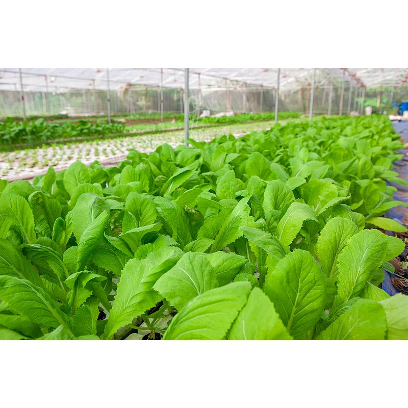 Phân Bón Lá An Dân 05 Rau Màu 777 20ml/Gói - Giúp Mập Đọt, To Lá, Dày Lá, Ra Rễ Cực Mạnh, Rau Màu Xanh Đẹp