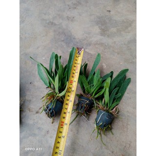 Lan Cattleya Thơm màu trắng tím (cây con)