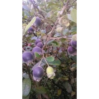 cây sim rừng giống combo 10 cây