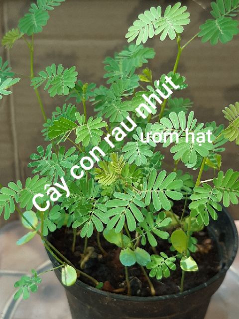 GÓI gr Hạt giống rau nhút