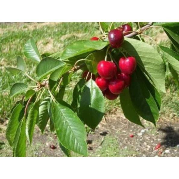 Cherry mỹ nhiệt đới 1 năm cho trái - Nhà Vườn Khánh Võ