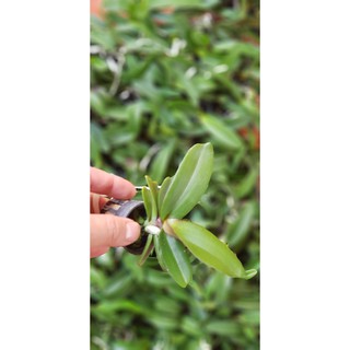 Đai châu giống mầu đốm