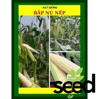 100G - Hạt Giống Bắp Nếp Nù