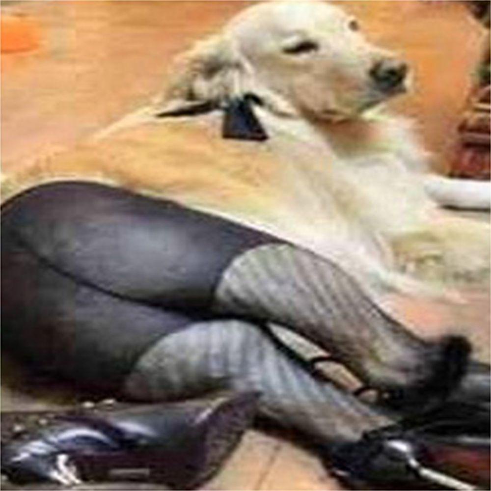 Quần Tất Cotton Co Dãn Cho Thú Cưng