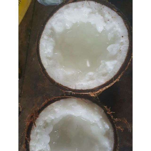 COMBO 5 Trái DỪA SÁP