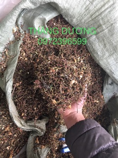 Combo 3kg trà sơn mật Sapa