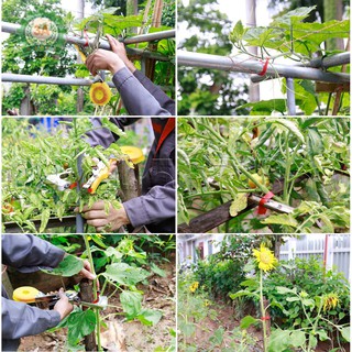 Bộ dụng cụ buộc cành cây tự động