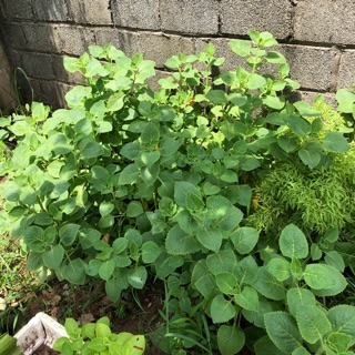 Chậu 10 cây húng chanh ( tần bì dày lá)