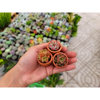 Chậu đất nung trồng sen siêu mini 3cm