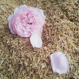 VỎ TRẤU TƯƠI 1KG