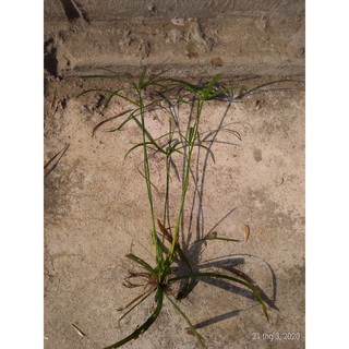 Cây thủy trúc - Cây thủy sinh (1 cây con cao khoảng 20 - 30 cm)