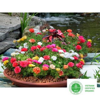 100 Hạt giống Mười giờ (tặng gói Kích nẩy mầm và Hướng dẫn) THUTHUY