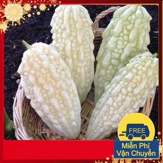 Hạt Giống Mướp Đắng Trắng Đài Loan