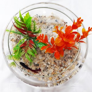   Bể Cá Mini - Hồ Cá Để Bàn - Chậu Cá Thủy Tinh DC [HỒ DC]