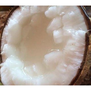 Cây dừa sáp 79k / cây