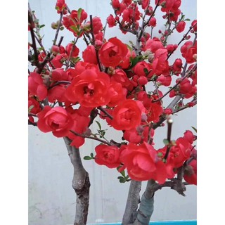 Mai Đỏ bonsai TỨ QUÝ CHẬU HOA QUANH NĂM SIÊU ĐẸP