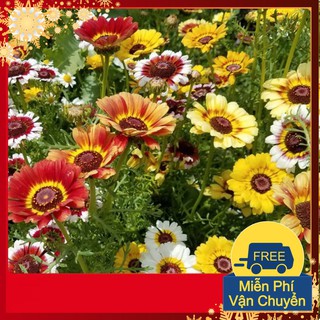 Hạt Giống Hoa Cúc Chi Mix