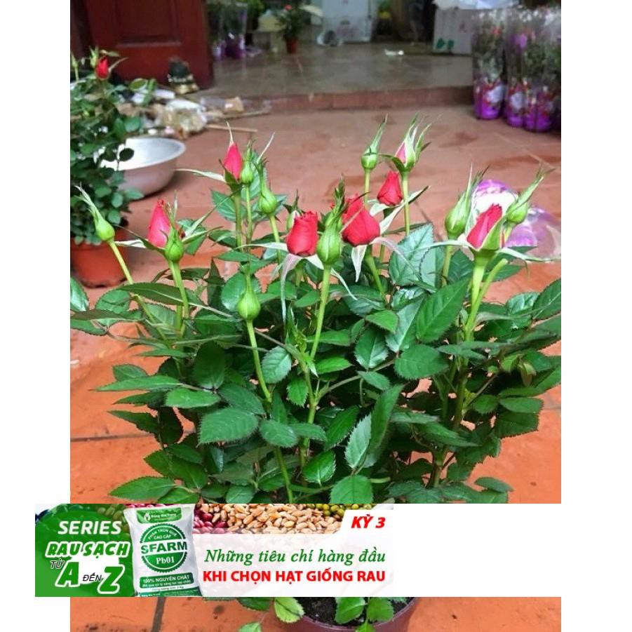 Gói 20 hạt Hoa hồng siêu nụ hoa - hoa đẹp ĐẾN MÙA TRỒNG TẾT