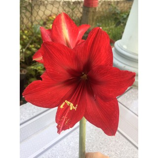 Củ lan huệ các màu