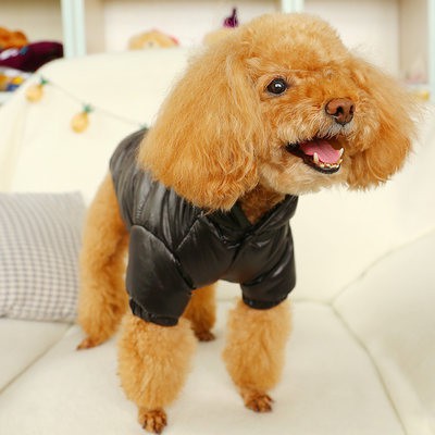 Quần áo chó hơn gấu Bomi Poodle mùa thu và mùa đông dày giữ ấm Áo khoác bông Teddy Vật Nuôi thương hiệu thời trang