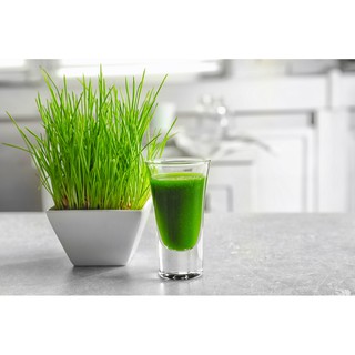 Hạt giống Cỏ Lúa Mì ép nước - Tiểu Mạch Thảo